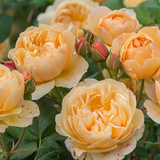 Rosa X Roald Dahl David Austin English Shrub Rose | SiteOne US
